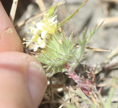 Navarretia cotulifolia, photographed by Scott Loarie