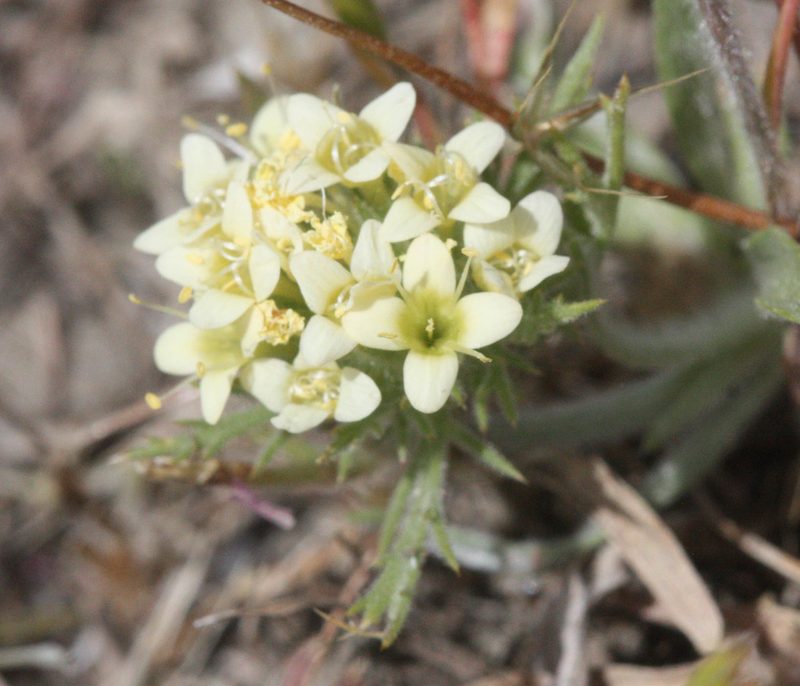 Navarretia cotulifolia, photographed by Scott Loarie