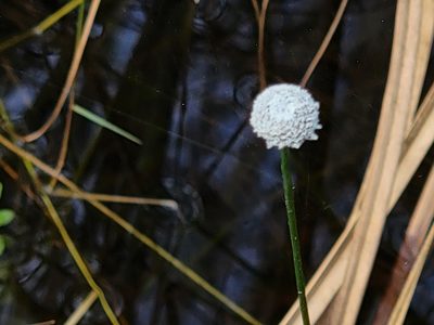 Eriocaulon compressum, photographed by Theo Summer