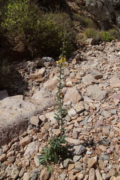 Verbascum maroccanum, photographed by Olivier Argagnon