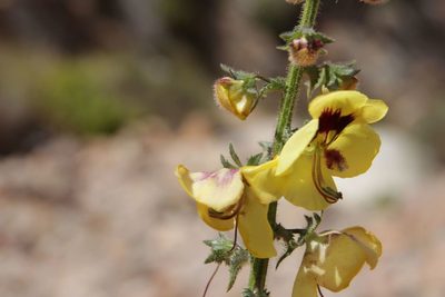 Verbascum maroccanum, photographed by Olivier Argagnon