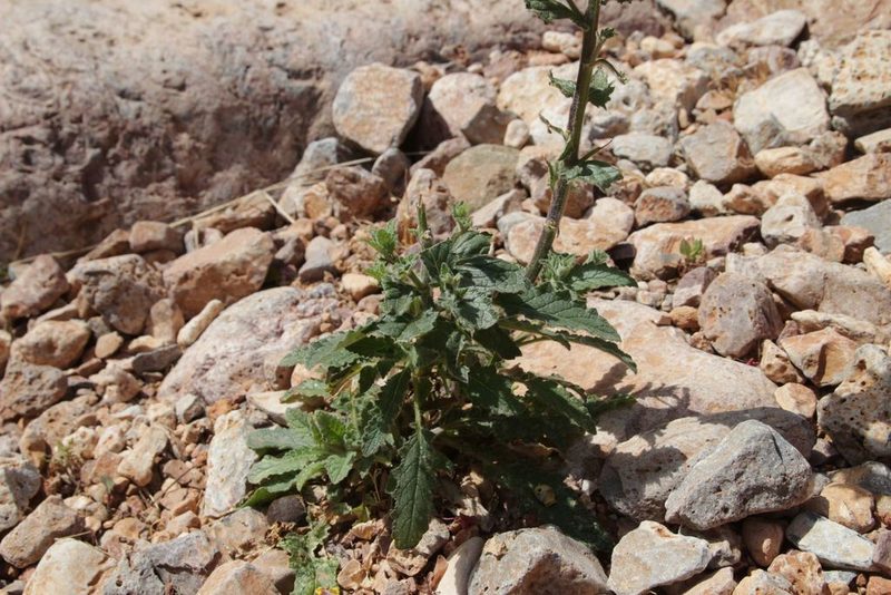 Verbascum maroccanum, photographed by Olivier Argagnon