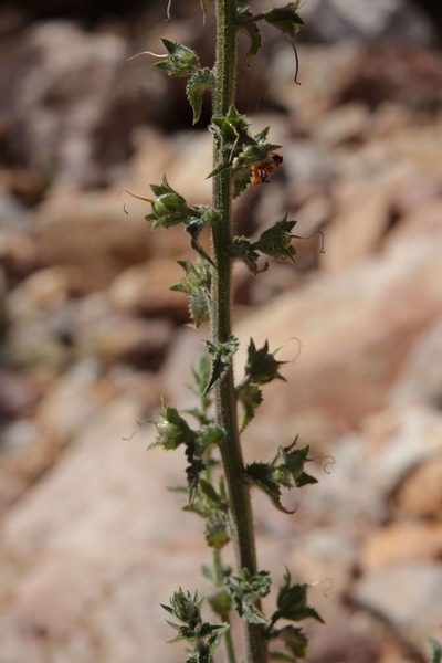 Verbascum maroccanum, photographed by Olivier Argagnon
