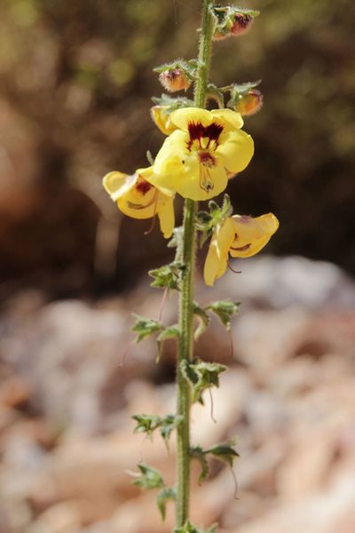 Verbascum maroccanum, photographed by Olivier Argagnon