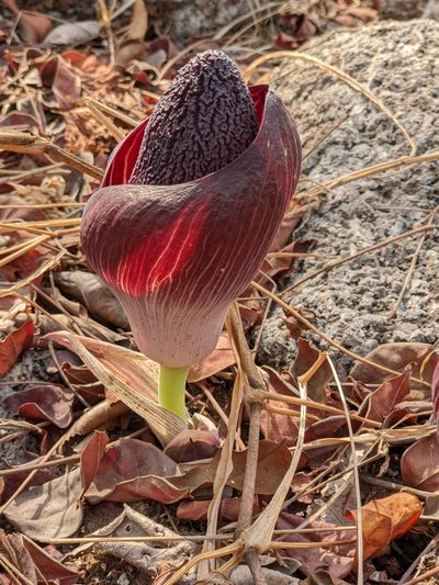 Amorphophallus aphyllus, photographed by Denis Bastianelli