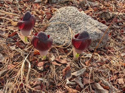 Amorphophallus aphyllus