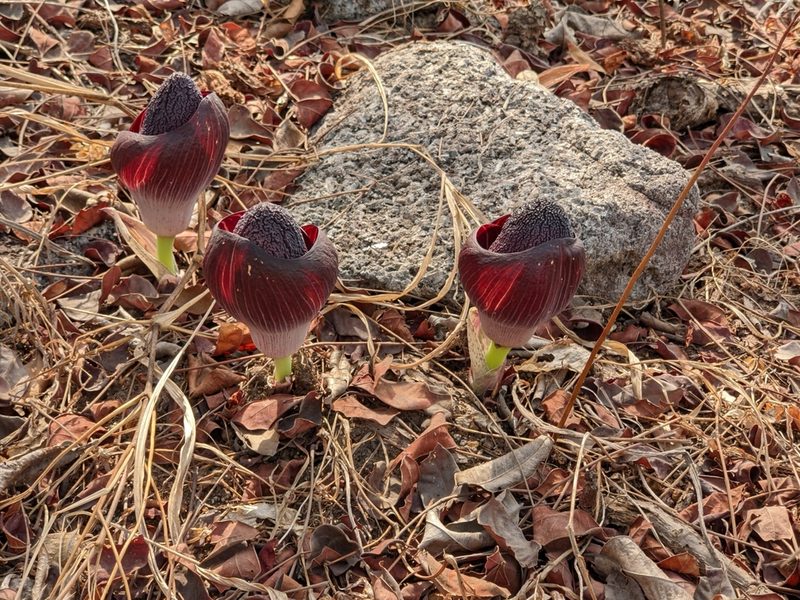 Amorphophallus aphyllus, photographed by Denis Bastianelli
