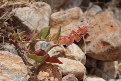 Rumex vesicarius, photographed by Olivier Argagnon