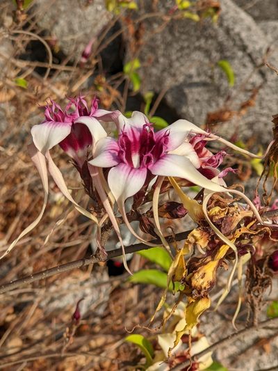 Strophanthus sarmentosus, photographed by Denis Bastianelli