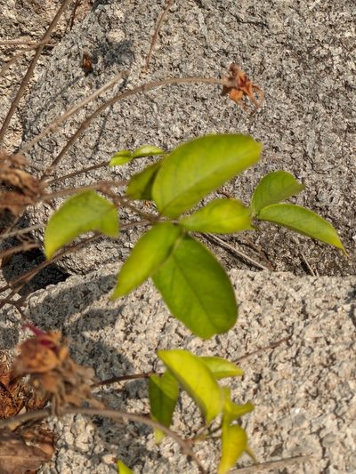 Strophanthus sarmentosus, photographed by Denis Bastianelli