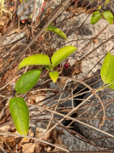 Strophanthus sarmentosus, photographed by Denis Bastianelli
