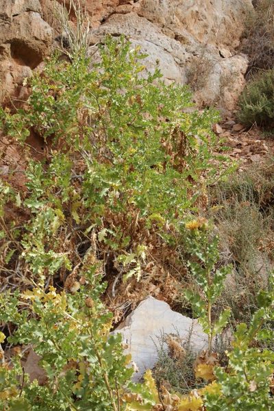 Warionia saharae, photographed by Olivier Argagnon