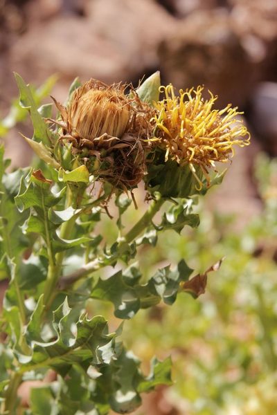 Warionia saharae, photographed by Olivier Argagnon
