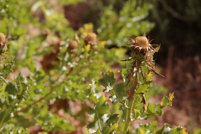 Warionia saharae, photographed by Olivier Argagnon