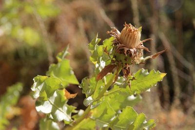 Warionia saharae, photographed by Olivier Argagnon