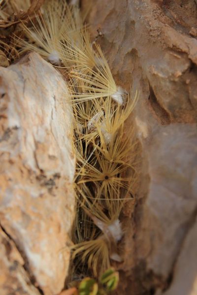 Warionia saharae, photographed by Olivier Argagnon