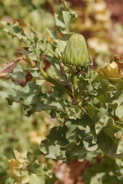 Warionia saharae, photographed by Olivier Argagnon