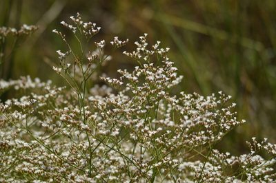Limonium brasiliense, photographed by Andrea Gantzer