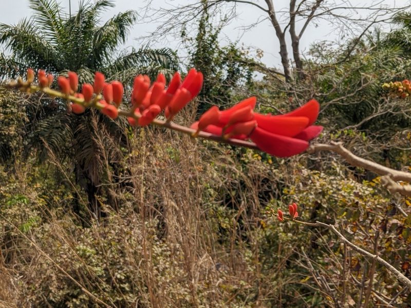 Erythrina senegalensis, photographed by Denis Bastianelli