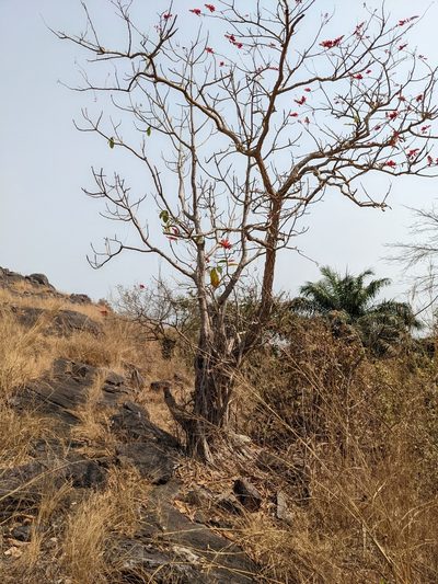 Erythrina senegalensis, photographed by Denis Bastianelli
