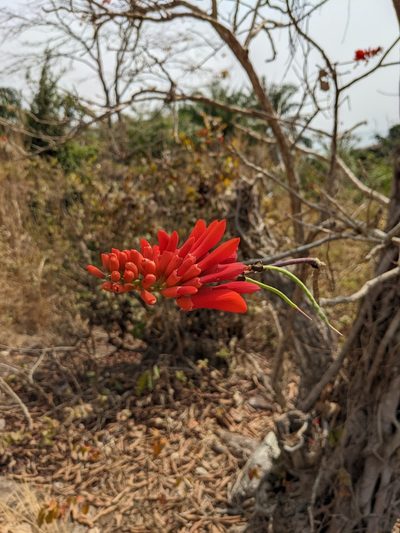 Erythrina senegalensis, photographed by Denis Bastianelli