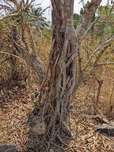 Erythrina senegalensis, photographed by Denis Bastianelli