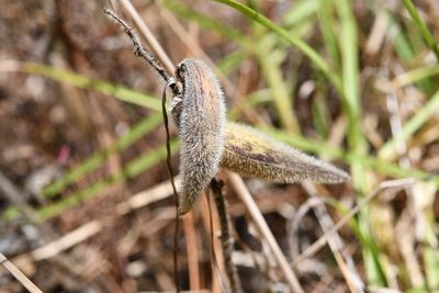 Pherotrichis villosa, photographed by Neptalí Ramírez Marcial
