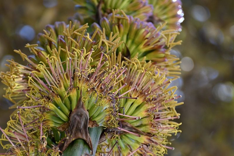Agave congesta, photographed by Neptalí Ramírez Marcial