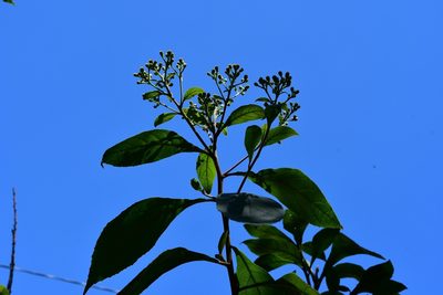 Verbesina pleistocephala, photographed by Neptalí Ramírez Marcial