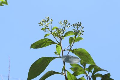 Verbesina pleistocephala, photographed by Neptalí Ramírez Marcial