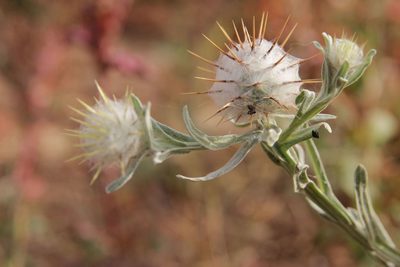 Centaurea eriophora, photographed by Olivier Argagnon
