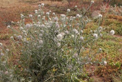 Centaurea eriophora, photographed by Olivier Argagnon