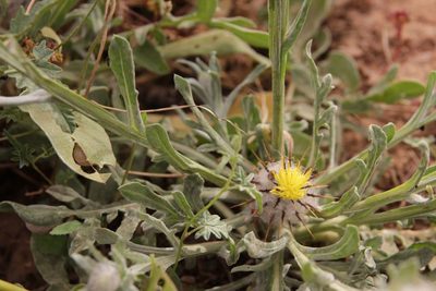 Centaurea eriophora, photographed by Olivier Argagnon