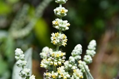 Buddleja crotonoides, photographed by Neptalí Ramírez Marcial