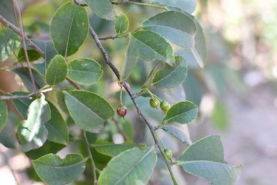 Cleyera theoides, photographed by Neptalí Ramírez Marcial