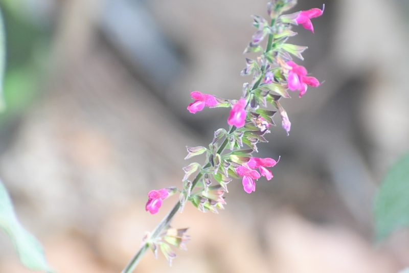Salvia chiapensis, photographed by Neptalí Ramírez Marcial