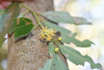 Litsea glaucescens, photographed by Neptalí Ramírez Marcial