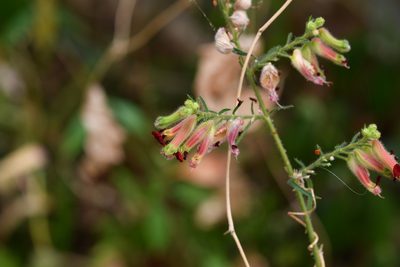 Cuphea hookeriana, photographed by Neptalí Ramírez Marcial