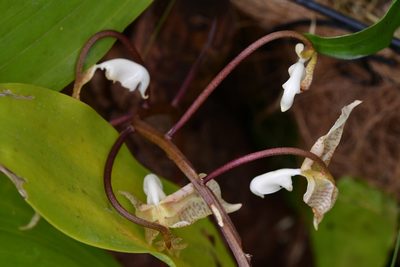 Gongora truncata, photographed by Neptalí Ramírez Marcial