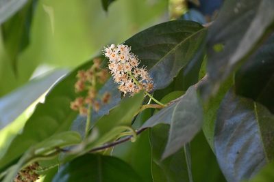 Prunus tetradenia, photographed by Neptalí Ramírez Marcial