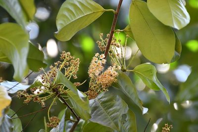 Prunus tetradenia, photographed by Neptalí Ramírez Marcial