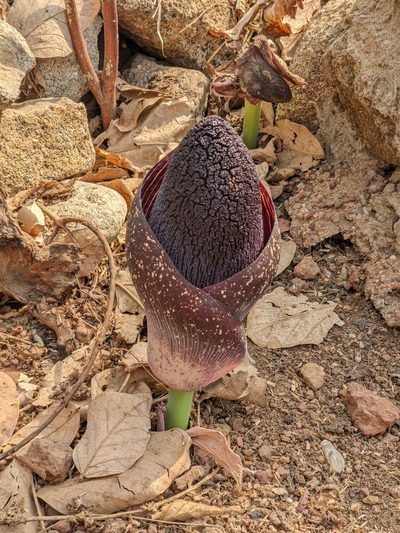 Amorphophallus aphyllus, photographed by Denis Bastianelli