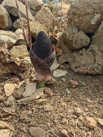 Amorphophallus aphyllus, photographed by Denis Bastianelli