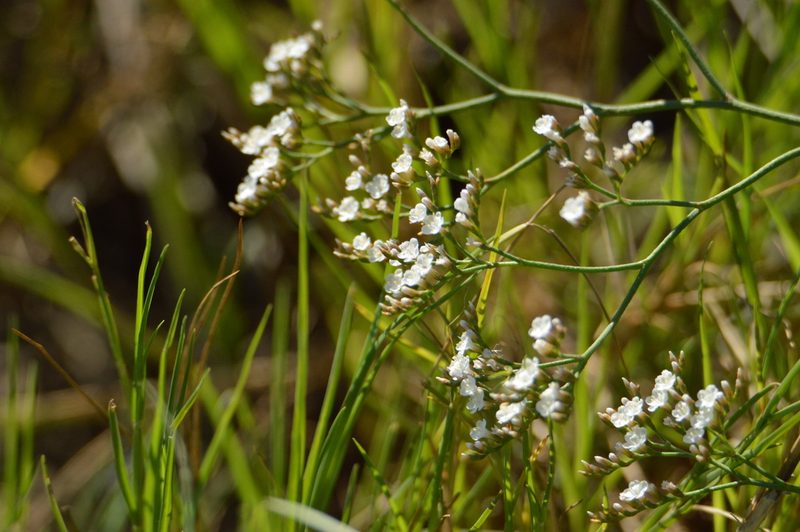 Limonium brasiliense, photographed by Andrea Gantzer