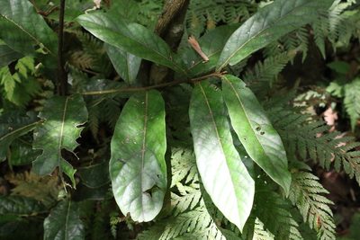 Cryptocarya obovata, photographed by Greg Tasney