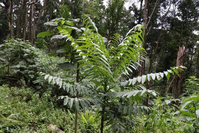 Polyscias murrayi, photographed by Greg Tasney