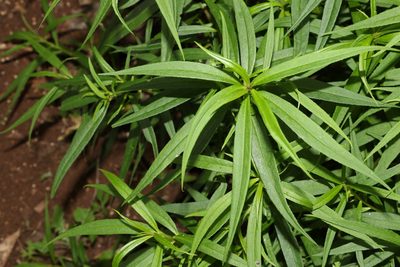 Myoporum betcheanum, photographed by Greg Tasney
