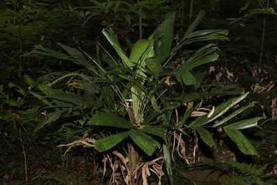 Linospadix monostachyus, photographed by Greg Tasney