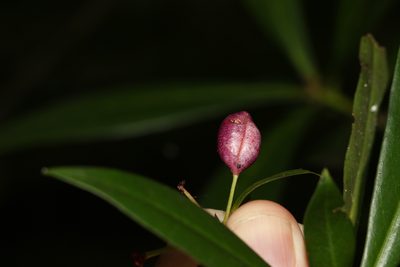 Tasmannia insipida, photographed by Greg Tasney