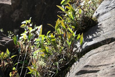 Dendrobium kingianum, photographed by Greg Tasney